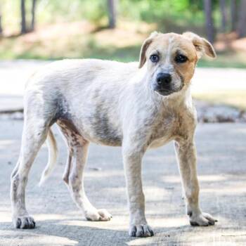 Karon -  Mixed Breed Dog for Adoption in Groveland, Massachusetts - Karon | PetCurious