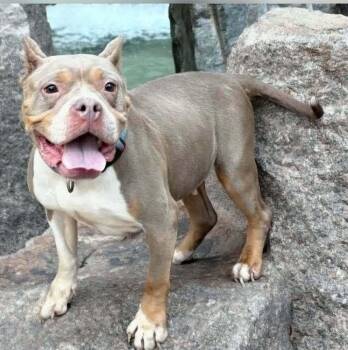 Mom Jeans -  American Bully Dog for Adoption - Mom Jeans | PetCurious