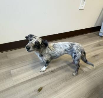 Charlie- COMING SOON -  Miniature Dachshund and Australian Shepherd Dog for Adoption in Nashville, Tennessee - Charlie- COMING SOON | PetCurious