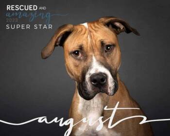 Rescue Bulldog Dogs for Adoption in Colorado Springs, Colorado - Bug | PetCurious