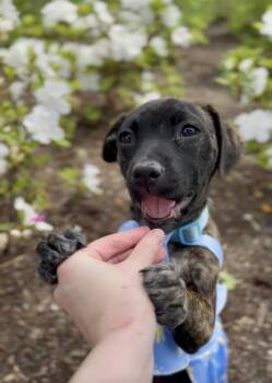 Catahoula Leopard Dog and Mixed Breed Dogs Available for Adoption in Franklin, Tennessee - Clover Mae | PetCurious