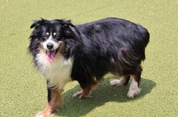Maverick -  Mixed Breed Dog for Adoption in Athens, Georgia - Maverick | PetCurious