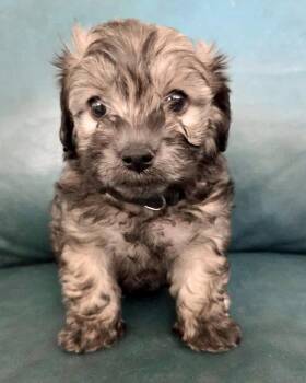 Maltese and Poodle Dogs Available for Adoption in Corona, California - Tahoe | PetCurious