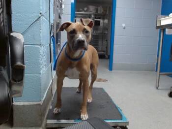 Pit Bull Terrier and Mixed Breed Dogs Available for Adoption in Albuquerque, New Mexico - MELODY | PetCurious