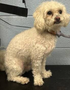 Alfie -  Mixed Breed Dog for Adoption in Chamblee, Georgia - Alfie | PetCurious