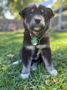 Rescue Husky and Shepherd Dogs for Adoption in Cambridge, Ontario - River | PetCurious