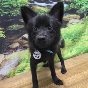 Kaydon -  Pomeranian Dog for Adoption in Normal, Illinois - Kaydon | PetCurious