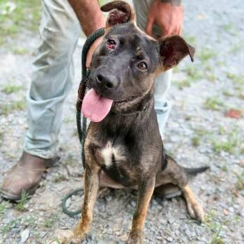 Mara -  Mixed Breed Dog for Adoption in Glenfield, New York - Mara | PetCurious