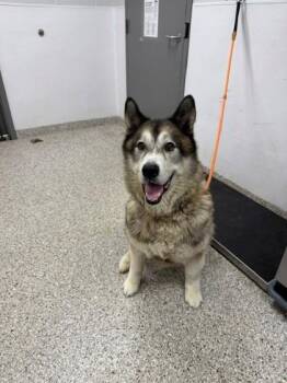 Kodiak -  Alaskan Malamute and Mixed Breed Dog for Adoption in Gastonia, North Carolina - Kodiak | PetCurious
