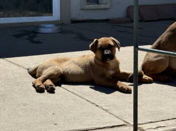 German Shepherd Dog and Pit Bull Terrier Dogs Available for Adoption in Littleton, Colorado - Trooper | PetCurious