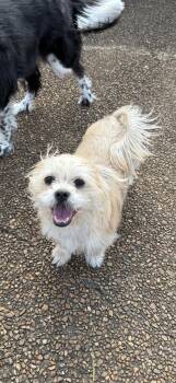 Koko -  Shih Tzu Dog for Adoption in Nashville, Tennessee - Koko | PetCurious