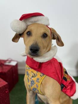 Winterberry-One of our Amazing Rescue Dogs -  Labrador Retriever and Carolina Dog Dog for Adoption in Carlsbad, California - Winterberry-One Of Our Amazing Rescue Dogs | PetCurious