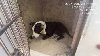 Pit Bull Terrier Dogs Available for Adoption in Ocala, Florida - A381976 | PetCurious