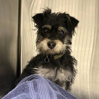 *Squirrel* -  Cairn Terrier Dog for Adoption in Salt Lake City, Utah - *Squirrel* | PetCurious