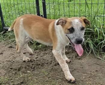 Bolt -  Cattle Dog Dog for Adoption in Irwin, Pennsylvania - Bolt | PetCurious
