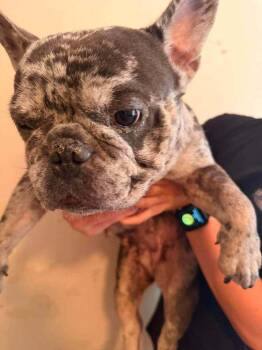 Babs (GA) -  French Bulldog Dog for Adoption in New York, New York - Babs (GA) | PetCurious