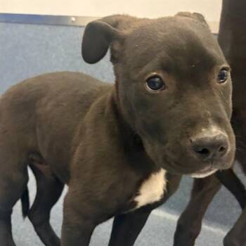 Labrador Retriever Dogs Available for Adoption in St. Louis, Missouri - RALPHIE | PetCurious