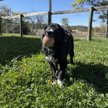 Chopper -  Border Collie Dog for Adoption in Marshall, Virginia - Chopper | PetCurious