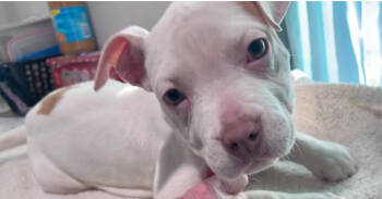 Rescue American Staffordshire Terrier and Labrador Retriever Dogs for Adoption in Brewster, New York - Hazel (Zuri Litter) | PetCurious