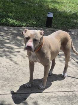 SHELLY -  American Staffordshire Terrier Dog for Adoption in San Antonio, Texas - SHELLY | PetCurious