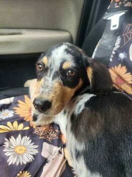 Tenmoo (AVAILABLE 6/16) -  Mixed Breed Dog for Adoption in Leverett, Massachusetts - Tenmoo (AVAILABLE 6/16) | PetCurious