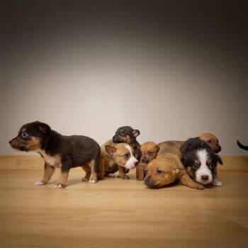 Pit Bull Terrier Dogs Available for Adoption - Valentine D67720 | PetCurious