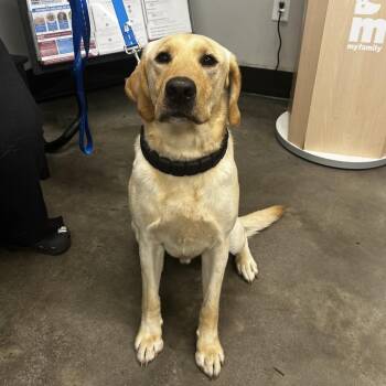 Labrador Retriever Dogs Available for Adoption - Eli | PetCurious