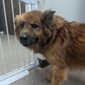 Chow Chow Dogs Available for Adoption in Birmingham, Alabama - Uncle Tito | PetCurious