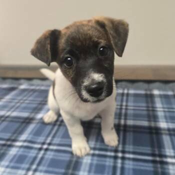 Cash -  Jack Russell Terrier Dog for Adoption in Martinsburg, West Virginia - Cash | PetCurious