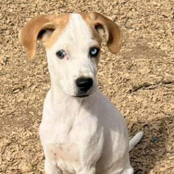 Mixed Breed Dogs Available for Adoption - Nemo | PetCurious