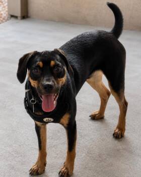 Padfoot -  Miniature Pinscher Dog for Adoption in Carson City, Nevada - Padfoot | PetCurious