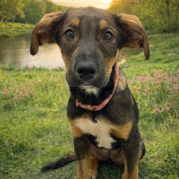Doberman Pinscher and Mixed Breed Dogs Available for Adoption in Rock Hill, South Carolina - Bunny | PetCurious