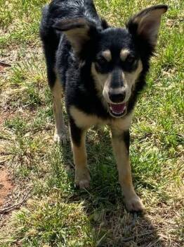 Rescue Husky Dogs for Adoption in Snyder, Texas - Elsa | PetCurious