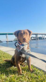 Pierce -  Dachshund and Golden Retriever Dog for Adoption in St. Augustine, Florida - Pierce | PetCurious