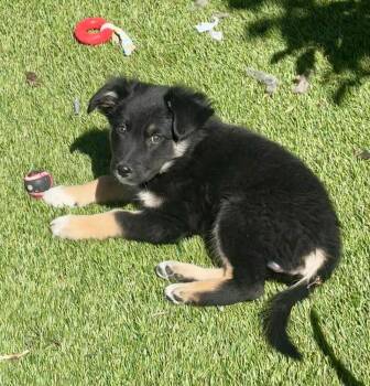 Australian Cattle Dog Blue Heeler and Shepherd Dogs Available for Adoption in Lafayette, Colorado - Baxter | PetCurious