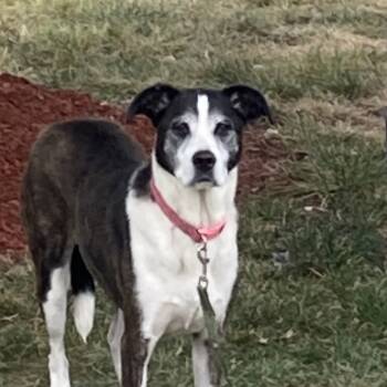 Rescue Mixed Breed Dogs for Adoption in Philadelphia, Pennsylvania - Fate | PetCurious