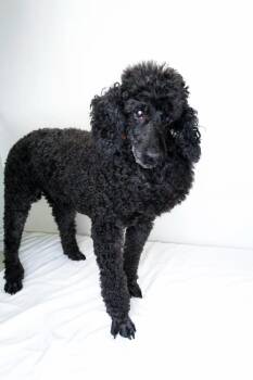 Louie -  Miniature Poodle Dog for Adoption in Bixby, Oklahoma - Louie | PetCurious