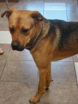 Murray -  Boxer and Anatolian Shepherd Dog for Adoption in Mocksville, North Carolina - Murray | PetCurious