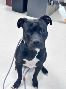 Logan -  Staffordshire Bull Terrier Dog for Adoption in Clayton, New Jersey - Logan | PetCurious