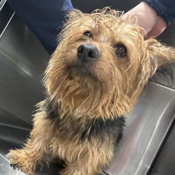 YoYo -  Yorkshire Terrier Dog for Adoption in Newark, New Jersey - YoYo | PetCurious