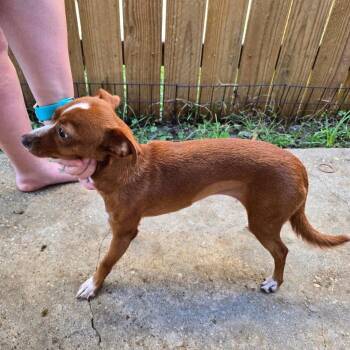 Amber -  Chihuahua and Dachshund Dog for Adoption in Bloomfield, Connecticut - Amber | PetCurious