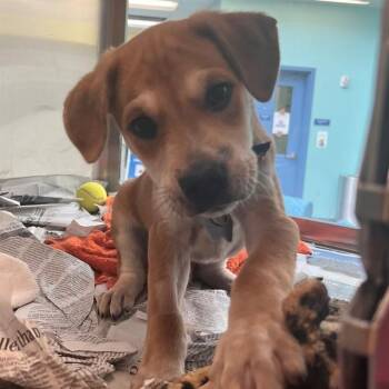 DAVID -  Labrador Retriever and Mixed Breed Dog for Adoption in St. Louis, Missouri - DAVID | PetCurious