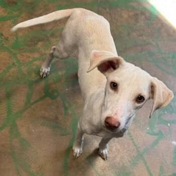 Cashmere -  Feist and Mixed Breed Dog for Adoption in Hattiesburg, Mississippi - Cashmere | PetCurious