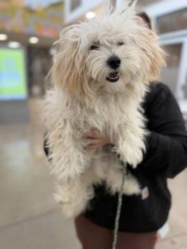Lone Starr -  Miniature Poodle Dog for Adoption in Sacramento, California - Lone Starr | PetCurious