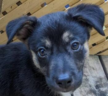 MESSI -  Shepherd and Husky Dog for Adoption in Minesing, Ontario - MESSI | PetCurious