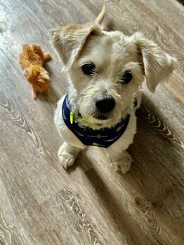Beckett -  Terrier Dog for Adoption in Laguna Beach, California - Beckett | PetCurious