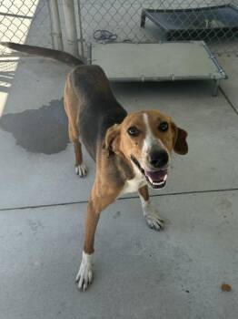 Carly -  Hound and Mixed Breed Dog Available for Adoption in King William, Virginia - Carly | PetCurious