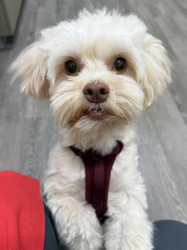 Jackie -  Maltipoo and Maltese Dog for Adoption in Cypress, California - Jackie | PetCurious