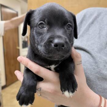 Stella-4568 -  Mixed Breed Dog for Adoption in Tyler, Texas - Stella-4568 | PetCurious
