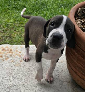 Pit Bull Terrier Dogs Available for Adoption in Tampa, Florida - Ryder  | PetCurious